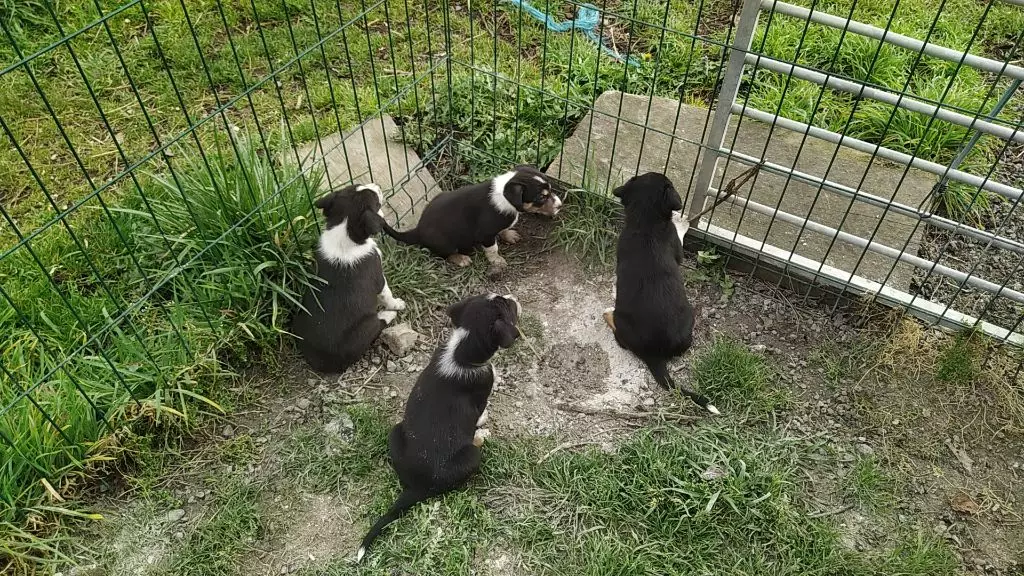 chiot Border Collie Des Oueilles De La Serre